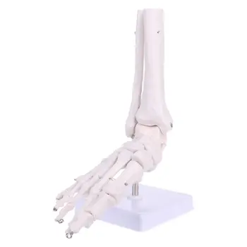 Анатомическая модель скелета голеностопного сустава стопы в натуральную величину, Медицинский дисплей, инструмент для исследования, Челночный корабль