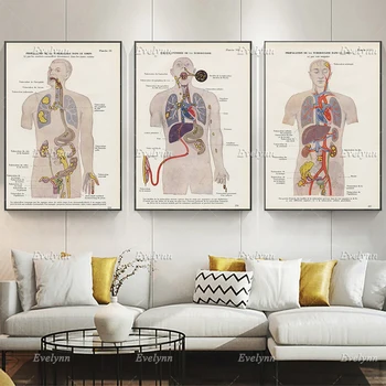 Медицинский принт от туберкулеза 1952 года, французский Винтажный Медицинский декор, Анатомические плакаты, Подарок для декора стен кабинета врача, Пневмология