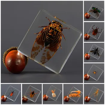Настоящее насекомое Маленькое животное Квадратная Смола Настоящее насекомое Скарабей Жук Паук Нанесите На образец Обучающей подарочной коробки Home Decor