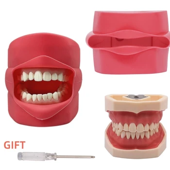 Практика обучения модели зубов Силиконовая маска Челюсть Typodont Модель 28 Съемный зуб для обучения у стоматолога Демонстрация Обучение